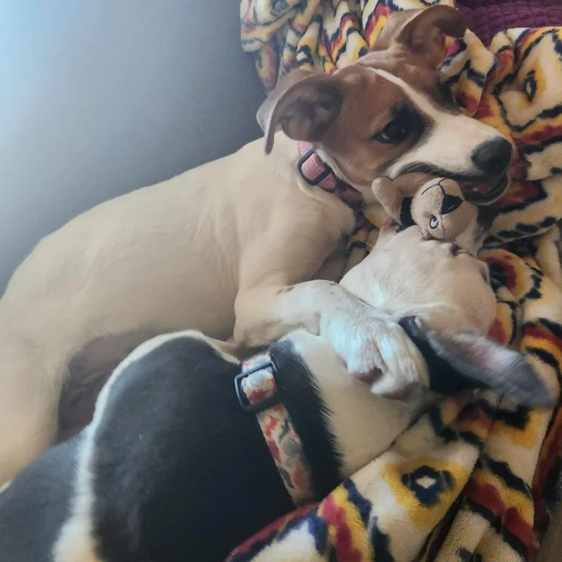 Polly Pocket thumbnail 6