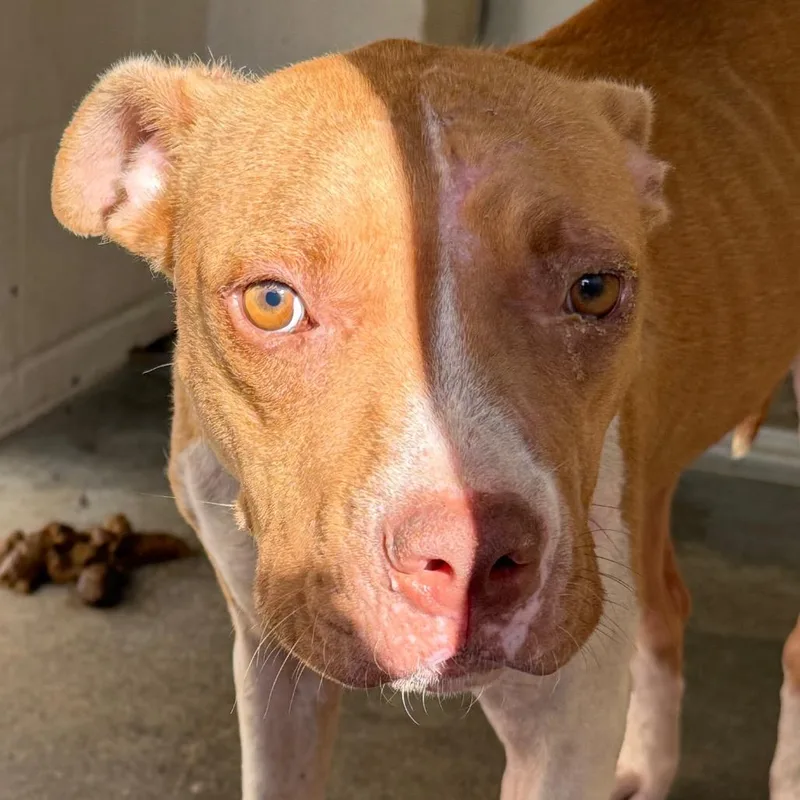 A young medium-sized female Yellow / Tan / Blond / Fawn Pit Bull Terrier dog named Sandra for adoption in Jacksonville, AR