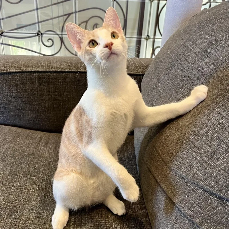 A young small-sized male Orange / Red Domestic Short Hair cat named Fennel for adoption in Costa Mesa, CA