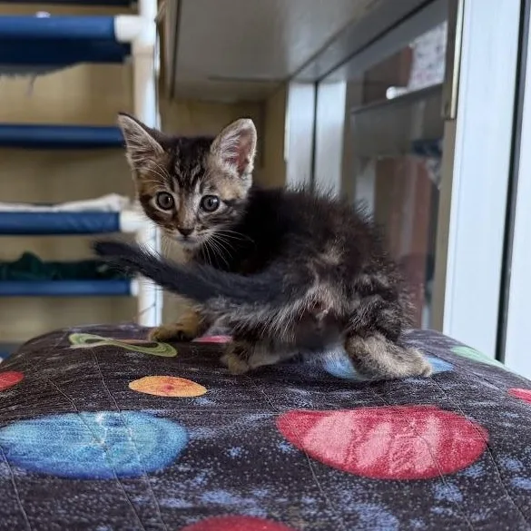 A baby medium-sized male Domestic Short Hair cat named Dario for adoption in Berkeley, CA