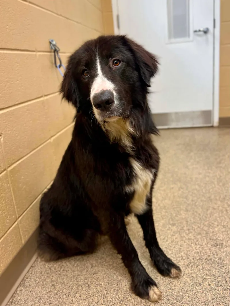 An adult large-sized male Black Great Pyrenees dog named Barry for adoption in Fort Payne, AL