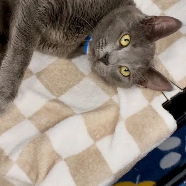 A young medium-sized male Gray / Blue / Silver Domestic Short Hair cat named Brody for adoption in Buffalo, MN