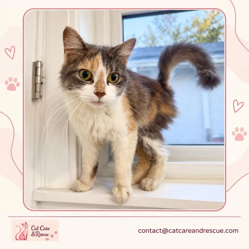 An adult medium-sized female Domestic Medium Hair cat named Daisy for adoption in Chicago, IL