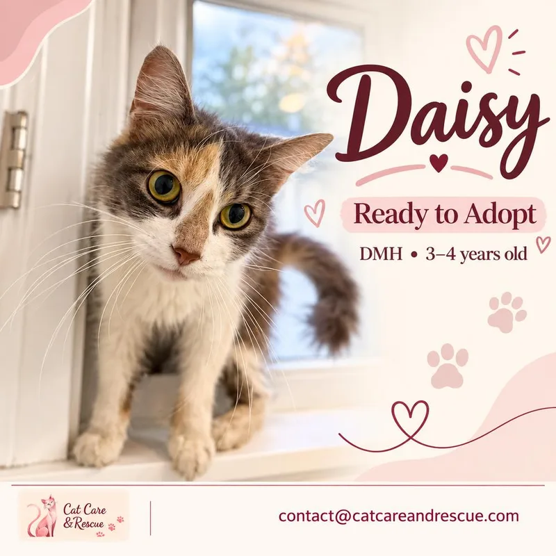 Daisy thumbnail 2
