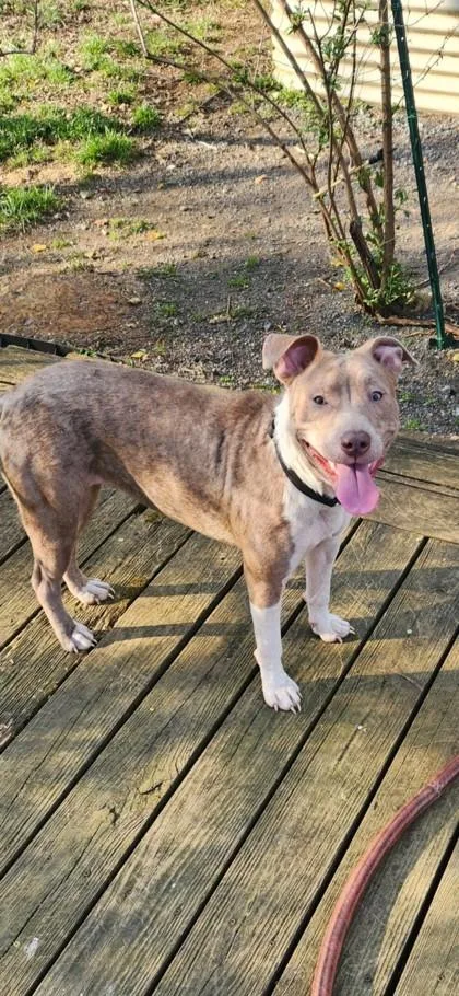 An adult medium-sized female Mixed Breed dog named Pau for adoption in West Chester, PA