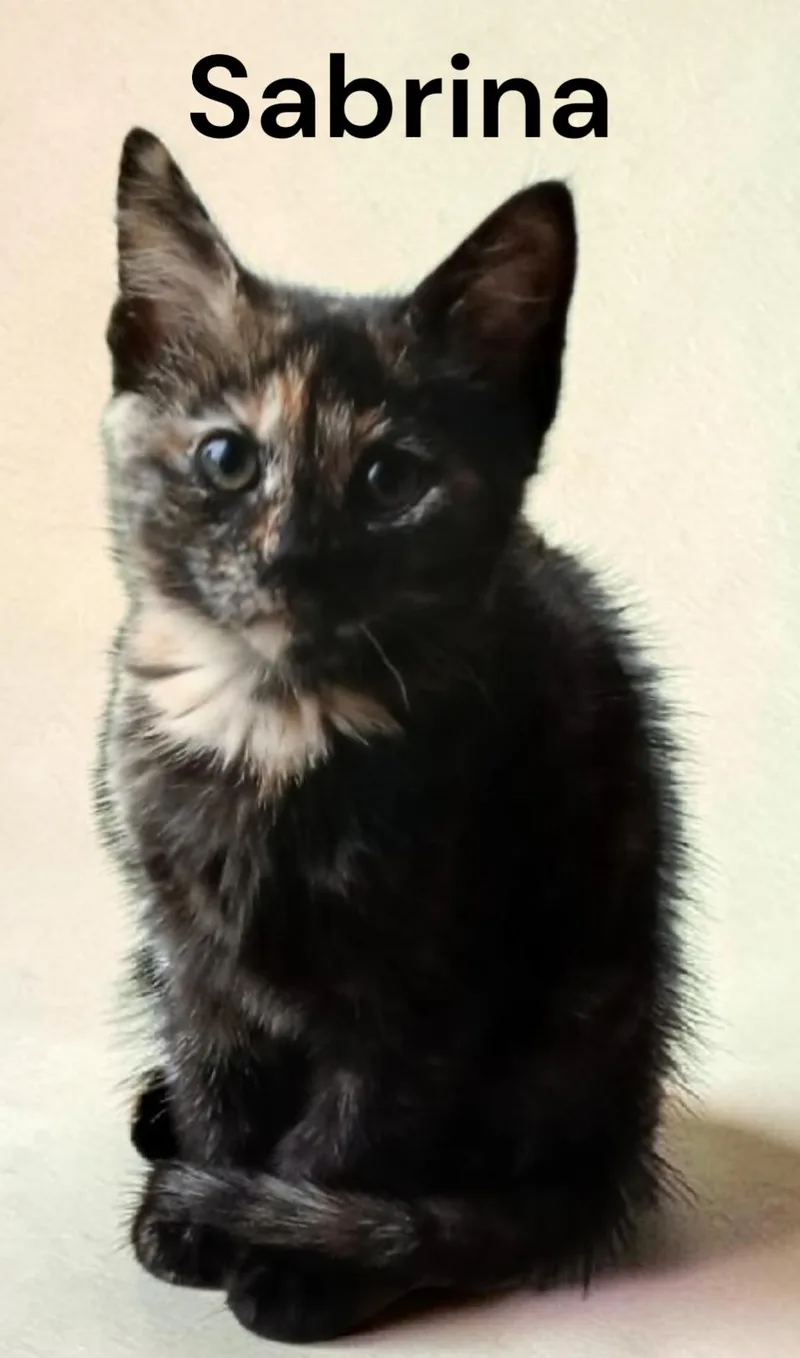 A baby medium-sized female Tortoiseshell cat named Sabrina for adoption in Weems, VA