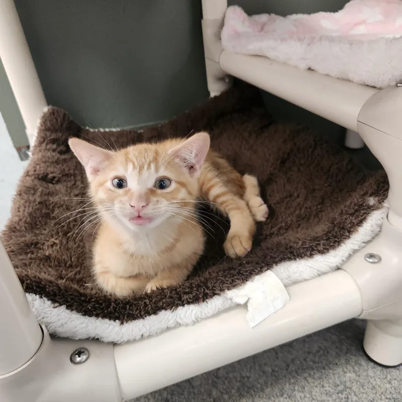 A baby small-sized male Orange / Red Domestic Short Hair cat named Leo for adoption in Brockton, MA