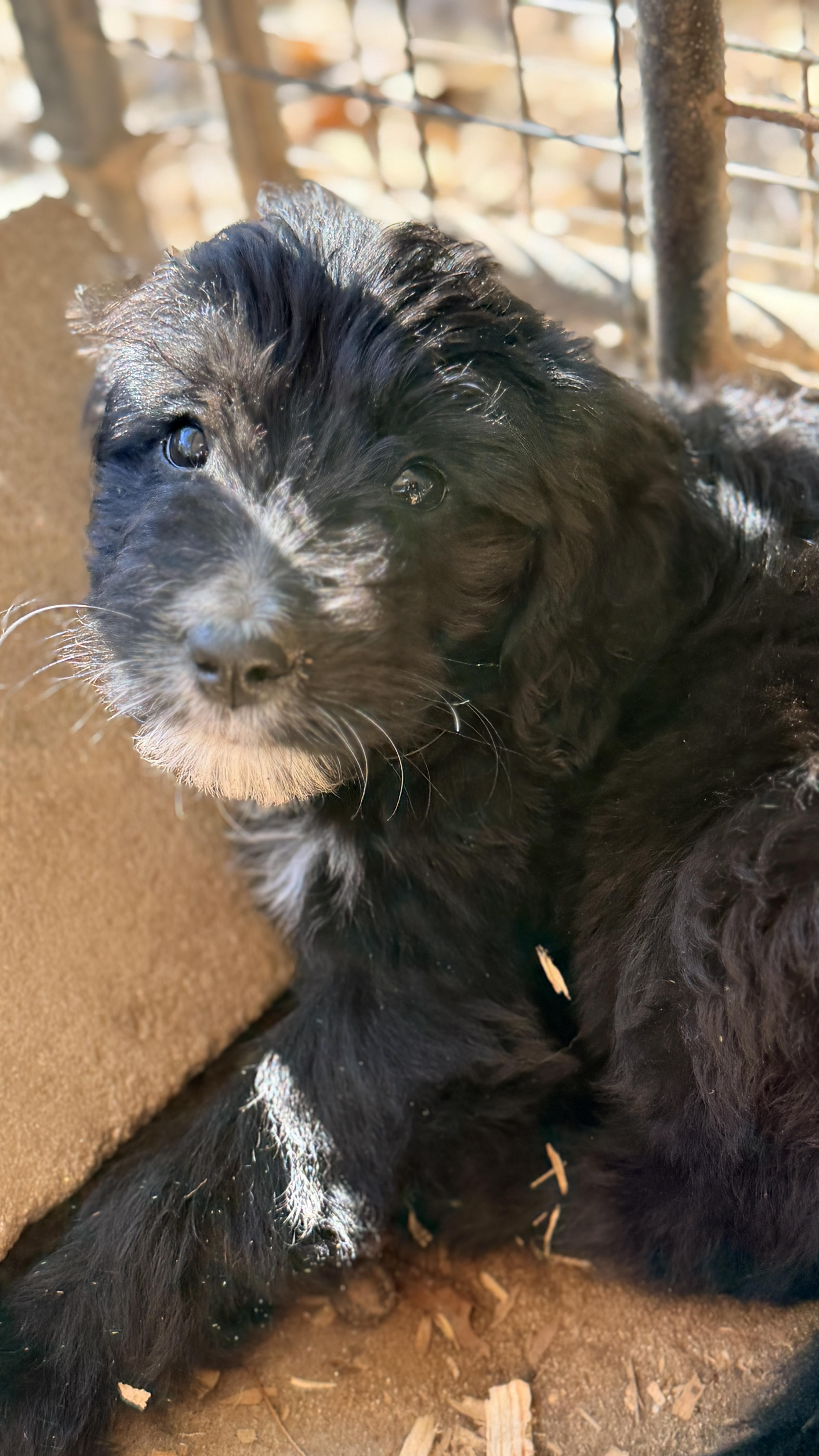 A baby medium-sized female Poodle dog named Julie for adoption in Fosters, AL