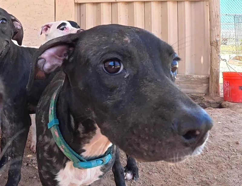 A young medium-sized male Boxer dog named O'Reilly for adoption in Queen Creek, AZ