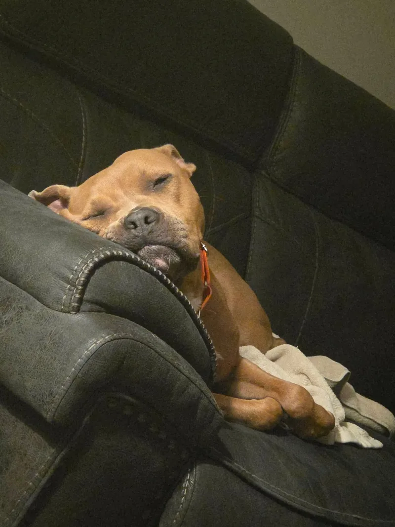 An adult medium-sized female Pit Bull Terrier dog named Ziva for adoption in Gainesville, VA