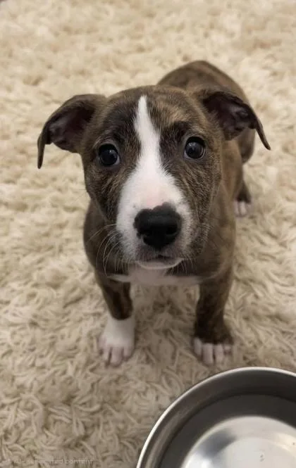 A baby small-sized female Terrier dog named Marina for adoption in Honolulu, HI