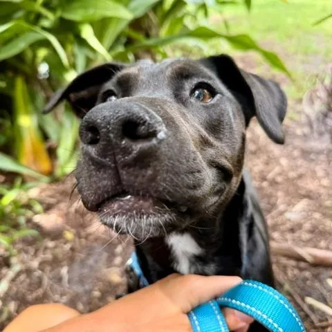 A young medium-sized female Black Labrador Retriever dog named Darla for adoption in LOXAHATCHEE, FL