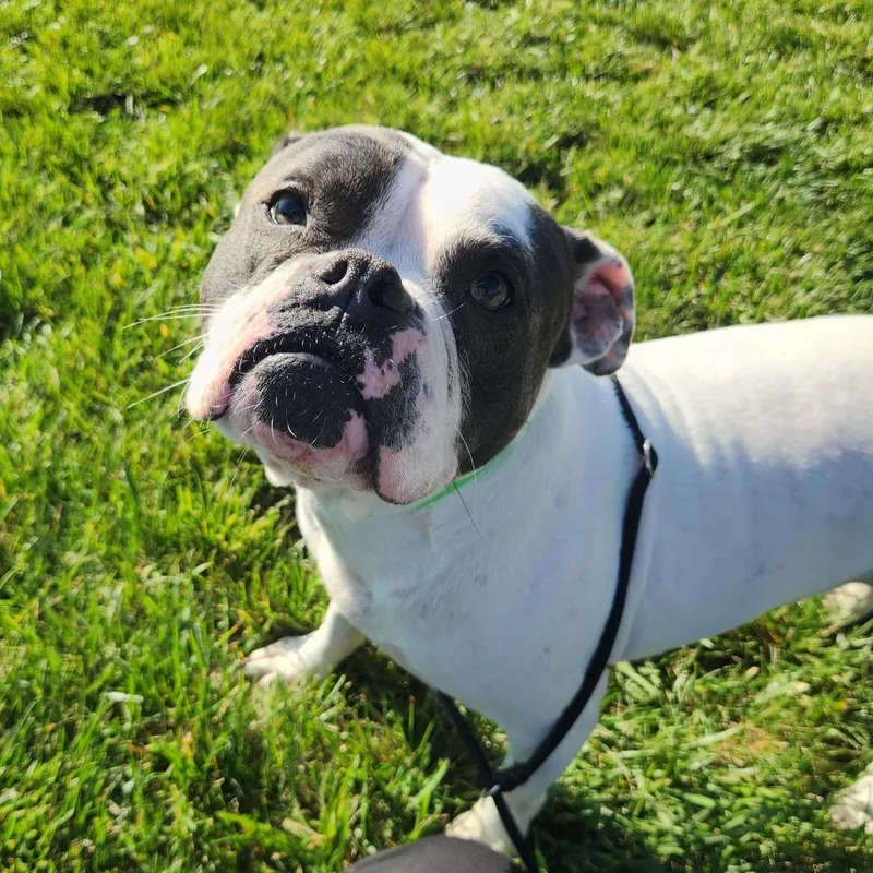 An adult medium-sized male American Bulldog dog named Moo for adoption in Fort Wayne, IN
