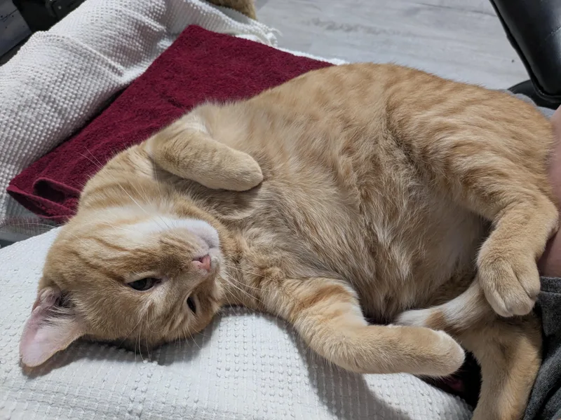 An adult large-sized male Tabby (Orange / Red) Domestic Short Hair cat named Ori for adoption in Kalamazoo, MI