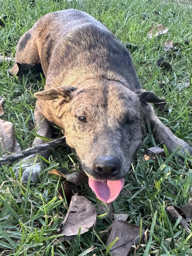 A young medium-sized female Merle (Blue) Catahoula Leopard Dog named Mollee for adoption in Alexandria, LA