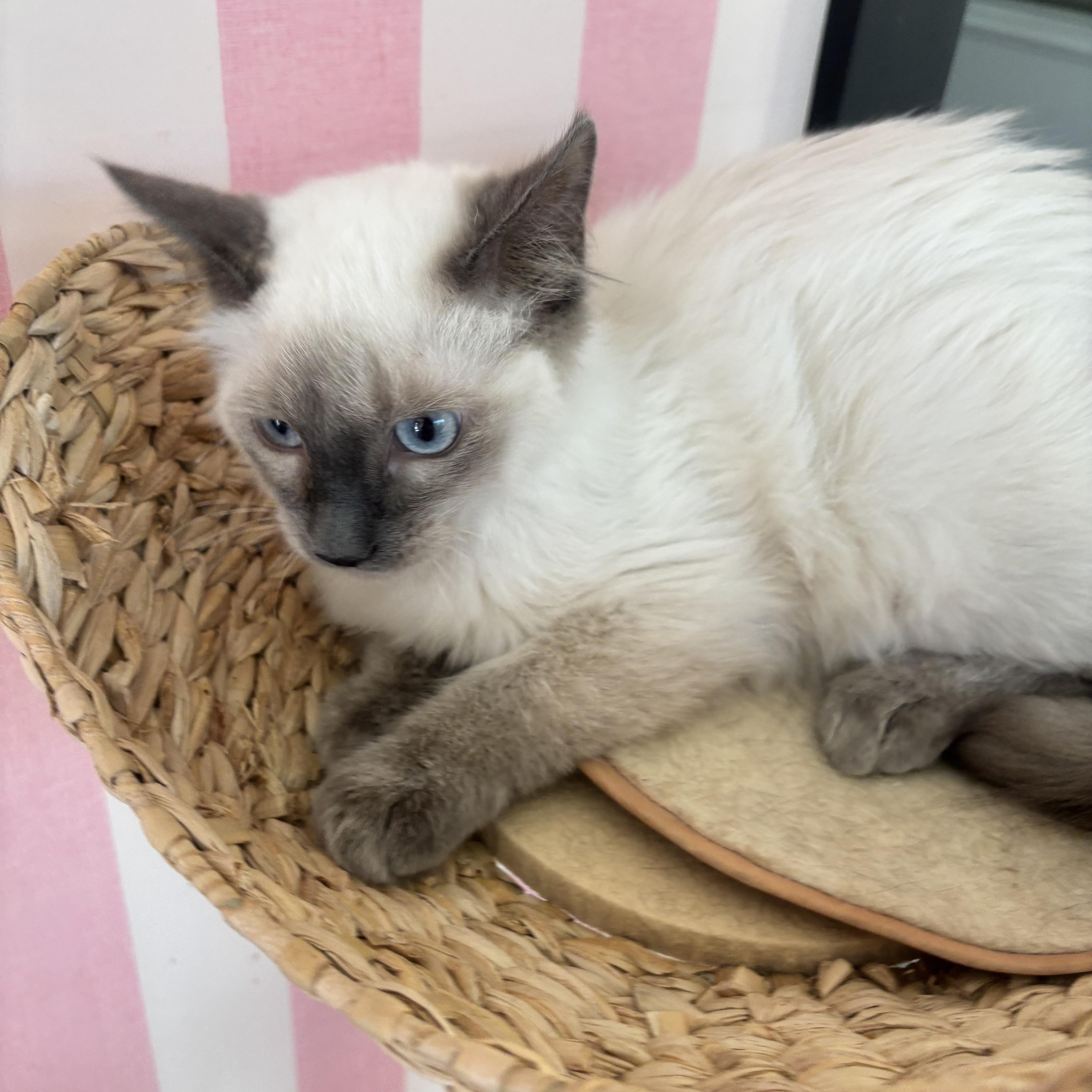 A young small-sized male Siamese cat named Baloo for adoption in Whittier, CA