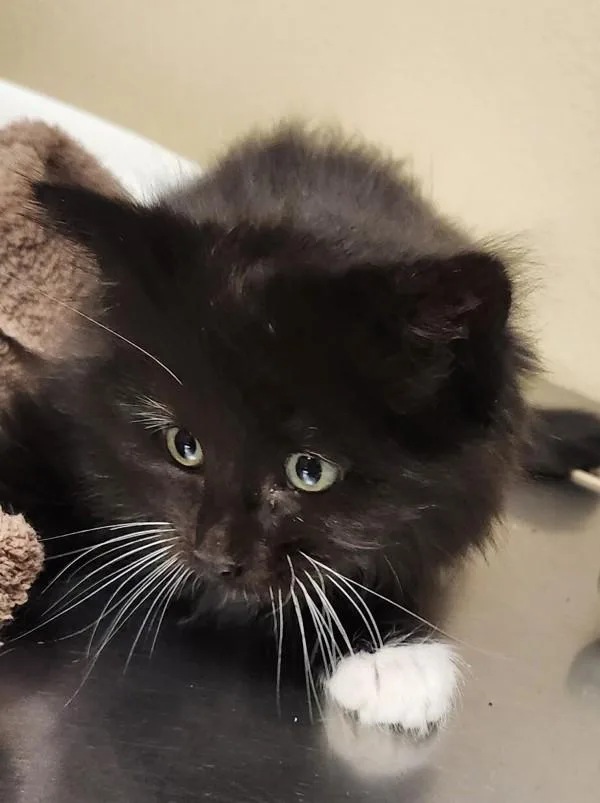 A baby small-sized female Domestic Medium Hair cat named Iphigenia for adoption in Vancouver, WA