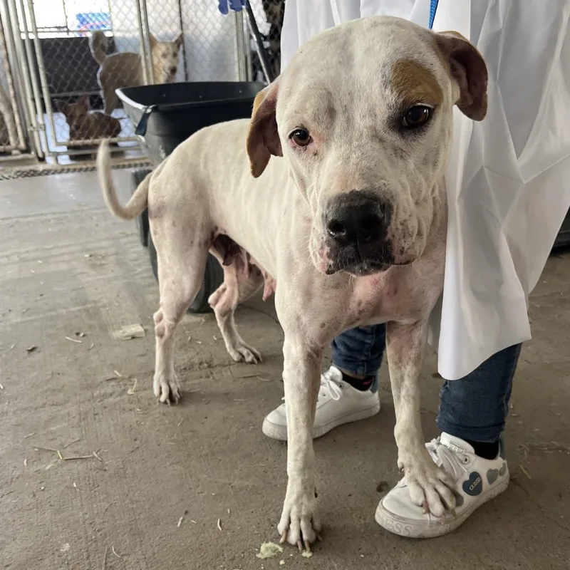 An adult medium-sized female Pit Bull Terrier dog named Nilla for adoption in Edinburg, TX