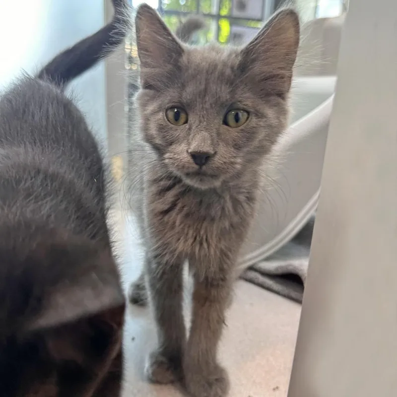 A baby small-sized male Gray / Blue / Silver Domestic Long Hair cat named Eclipse for adoption in Hailey, ID