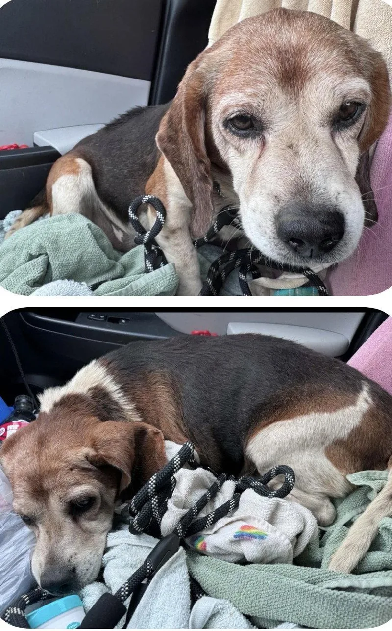 A senior medium-sized male Beagle dog named Bobby Boo for adoption in O'Fallon, MO