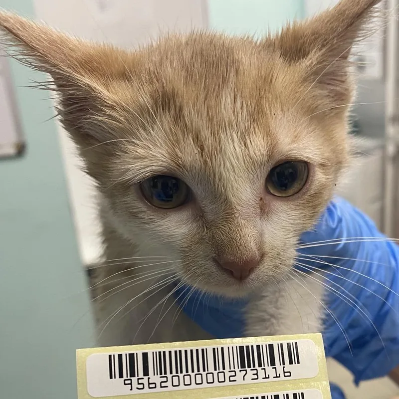 A baby small-sized female Tortoiseshell Domestic Short Hair cat named Harley Quinn for adoption in Charleston, WV