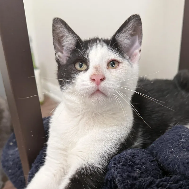 A baby medium-sized male Black & White / Tuxedo Domestic Short Hair cat named Pickles for adoption in Buffalo, NY
