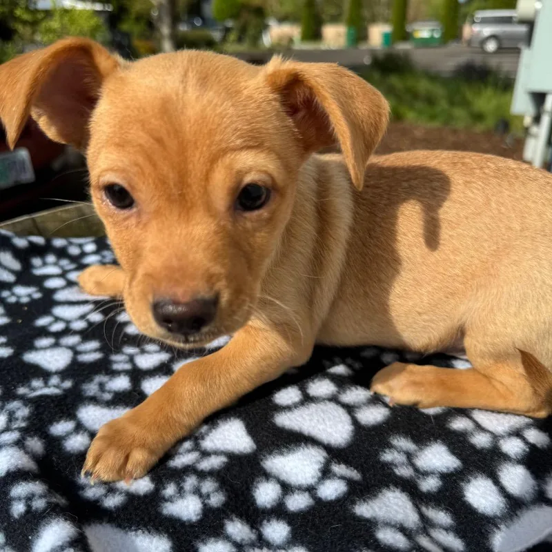 Manicotti Mani thumbnail 2