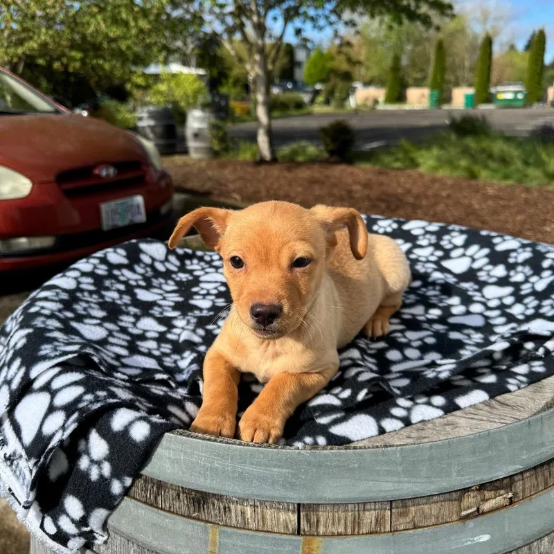 Manicotti Mani thumbnail 3