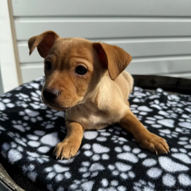 Manicotti Mani thumbnail 4