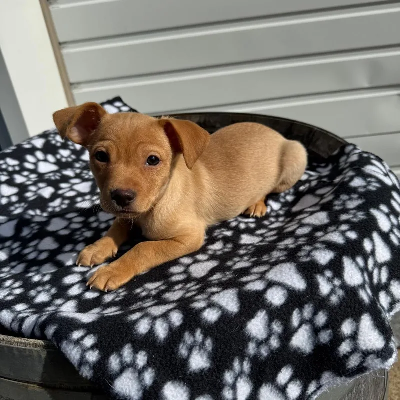 Manicotti Mani thumbnail 5