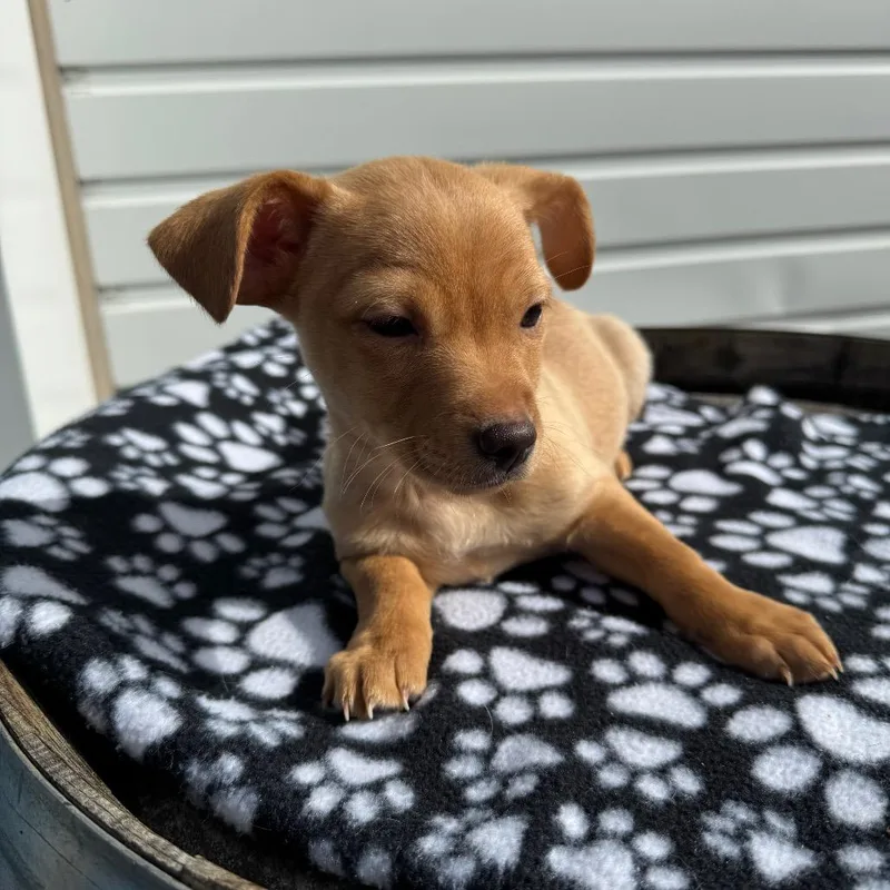 Manicotti Mani thumbnail 6