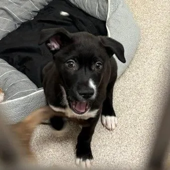 A young small-sized female Black Pit Bull Terrier dog named Willow for adoption in Horn Lake, MS