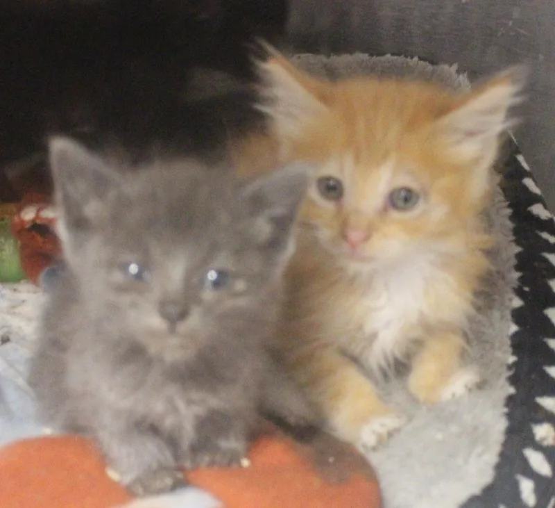 A young medium-sized female American Shorthair cat named Sage for adoption in Wasco, CA