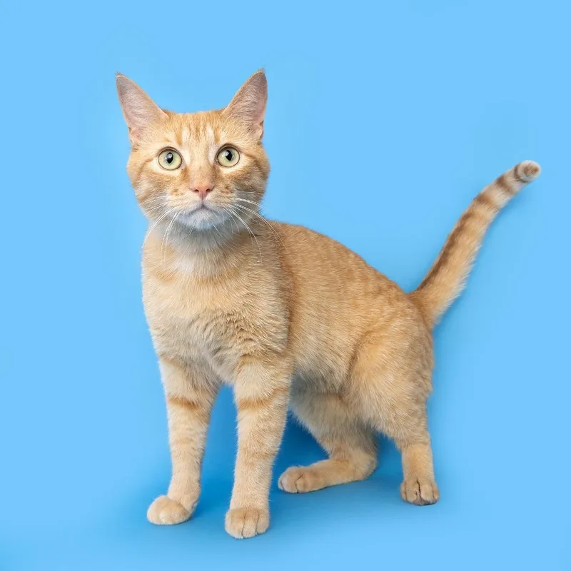 A young medium-sized male Orange / Red Domestic Short Hair cat named Fish for adoption in Franklin, TN