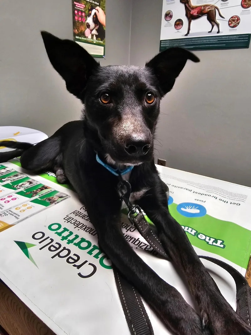 A young medium-sized female Black Rat Terrier dog named JASMINESo Joyful for adoption in Stephenville, TX