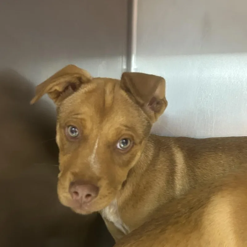 A baby small-sized male Brown / Chocolate Mixed Breed dog named Mr. Brown for adoption in St Joseph, MO