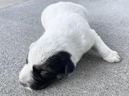A baby small-sized female German Shepherd Dog dog named Pecan for adoption in Houston, TX