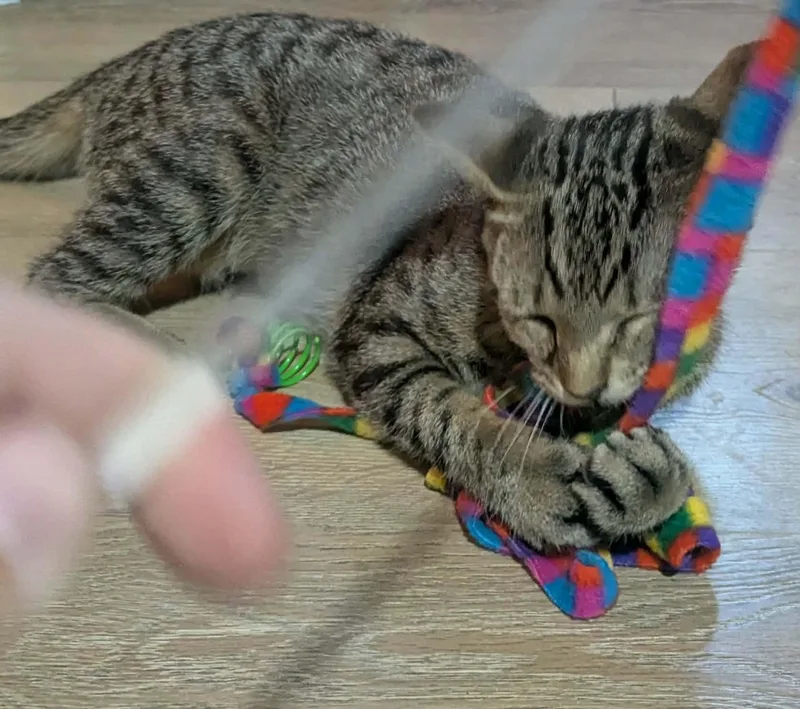 A young medium-sized female Tabby (Brown / Chocolate) Domestic Short Hair cat named Rose for adoption in Little Falls, MN