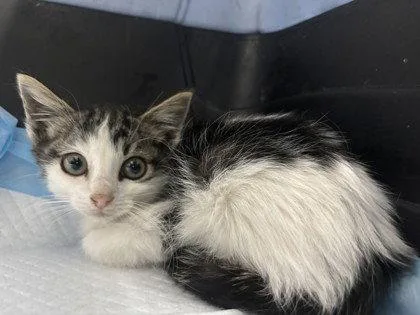 A baby small-sized female Black Domestic Short Hair cat named Madeline for adoption in Oakland, CA