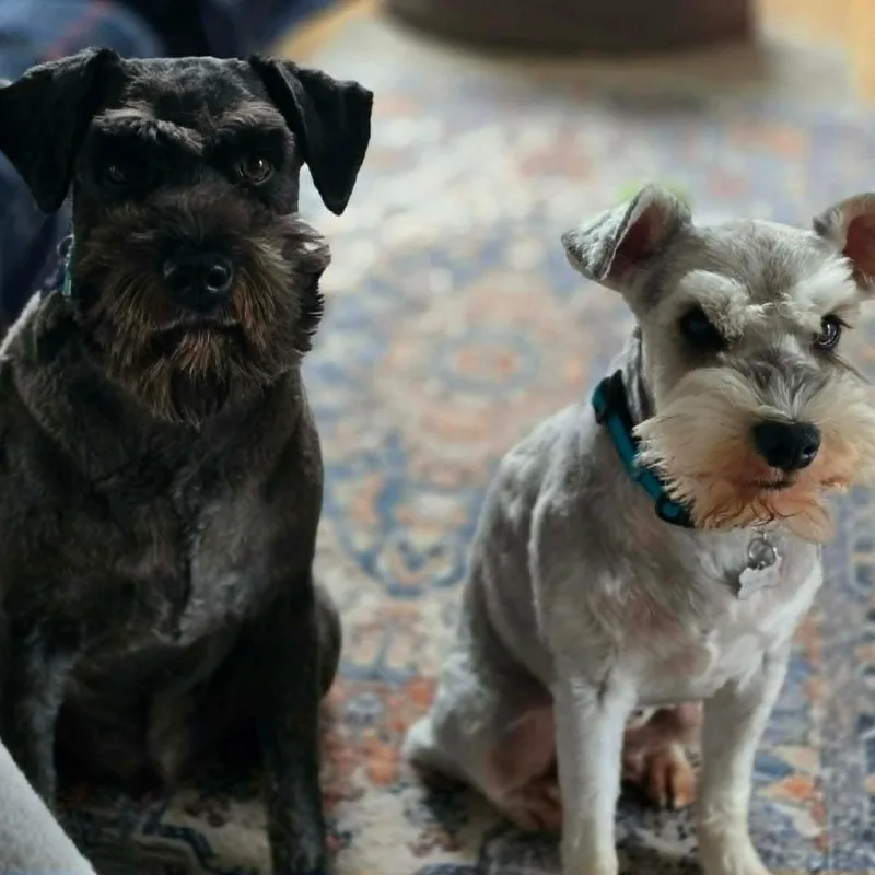 Odie thumbnail 2