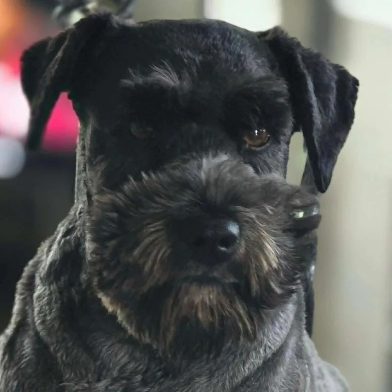 Odie thumbnail 5