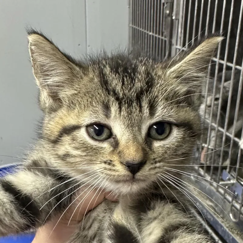 A baby small-sized male Domestic Short Hair cat named Winner for adoption in Corbin, KY