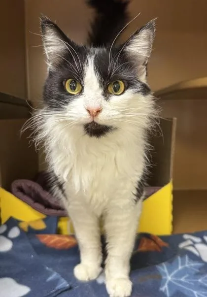 Lainey $ thumbnail 2