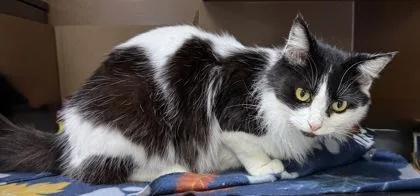 Lainey $ thumbnail 3