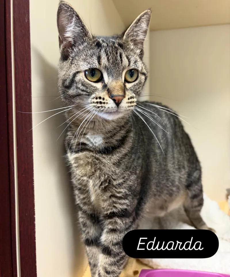 A young medium-sized female Tabby (Brown / Chocolate) Domestic Short Hair cat named Eduarda for adoption in Somerset, NJ