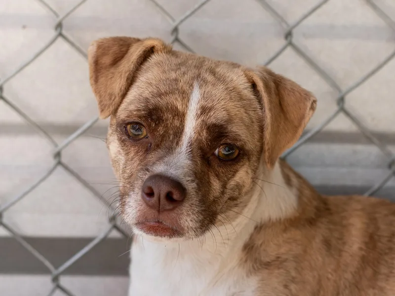 A young small-sized female Terrier dog named Kari for adoption in Fresno, CA