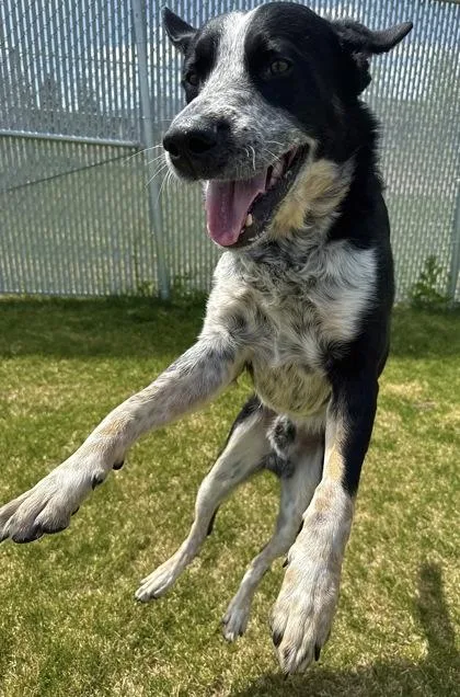 An adult large-sized male Mixed Breed dog named Griz for adoption in Missoula, MT