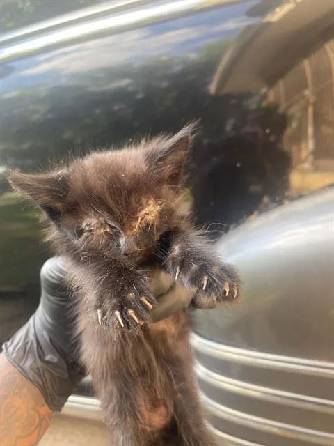 A baby small-sized male Domestic Short Hair cat named Chris for adoption in Dallas, TX