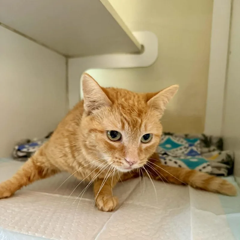 A young medium-sized male Orange / Red Domestic Short Hair cat named Dreamsicle for adoption in Bentonville, AR