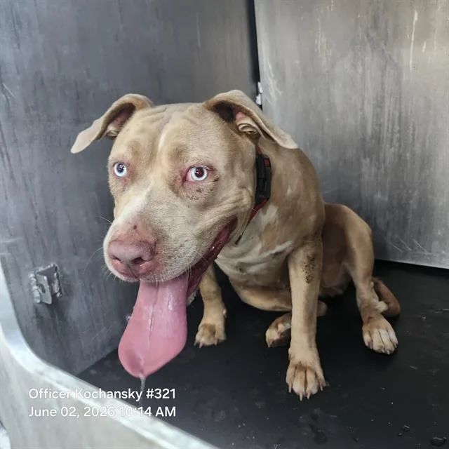 An adult medium-sized female American Staffordshire Terrier dog named Pixie for adoption in San Antonio, TX